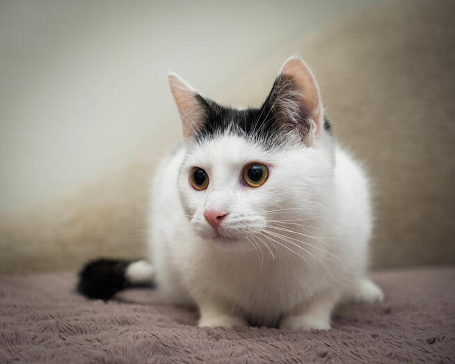 KUKUŁEK - wesoły, towarzyski, uroczy kotek szuka domu