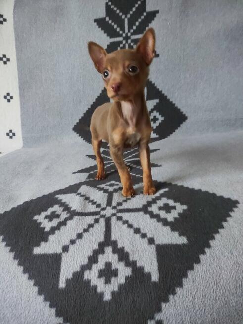 Pinczerki miniaturowe