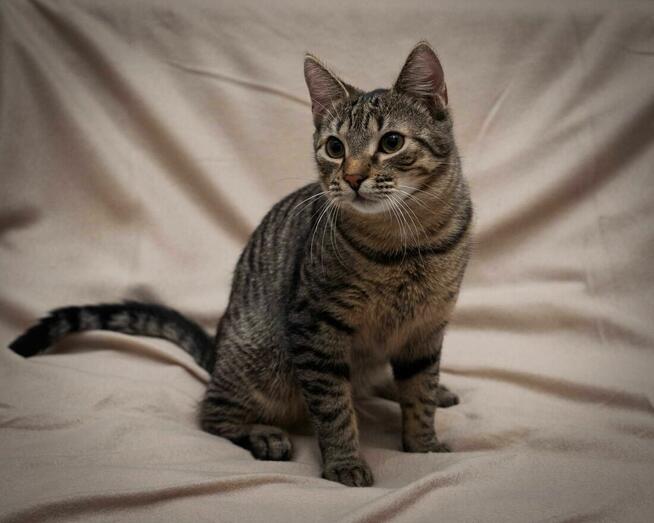 Uroczy kotek ANCYMON szuka kochającego opiekuna/Poznań