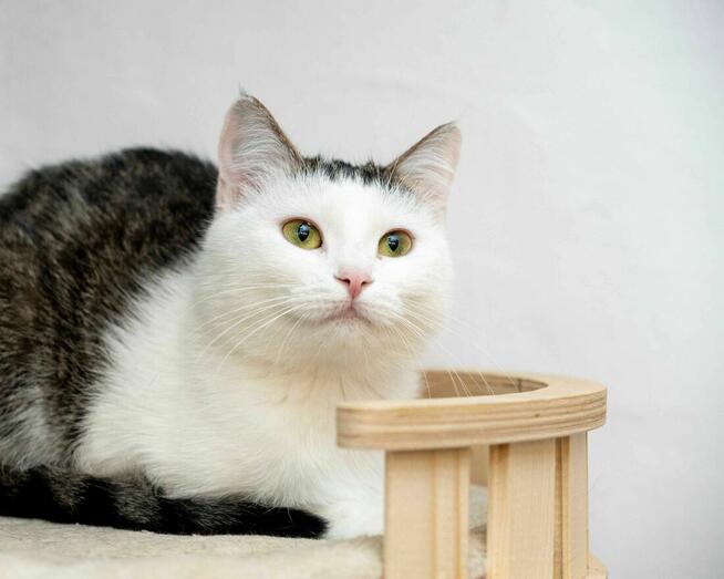 JACUSIA - delikatna koteczka szuka kochającego domu