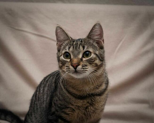 Uroczy kotek ANCYMON szuka kochającego opiekuna/Poznań