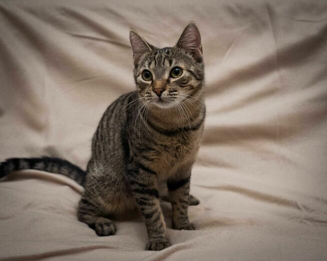 Uroczy kotek ANCYMON szuka kochającego opiekuna/Poznań