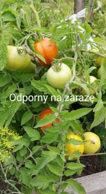 Pomidor ogorek rosyjskie odmiany odporne na zaraze