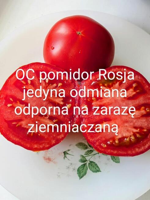 Pomidor ogorek rosyjskie odmiany odporne na zaraze