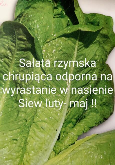 Pomidor ogorek rosyjskie odmiany odporne na zaraze