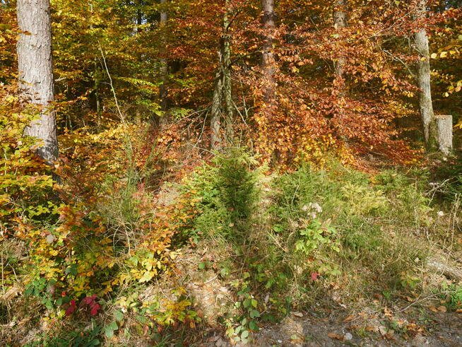 Aparat bezusterkowy Panasonic G7 z dodatkowym akumulatorem