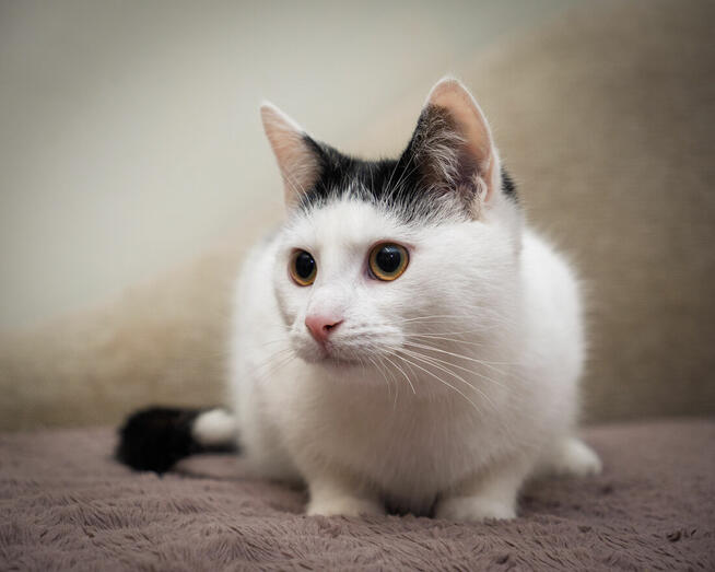 KUKUŁEK - wesoły, towarzyski, uroczy kotek szuka domu