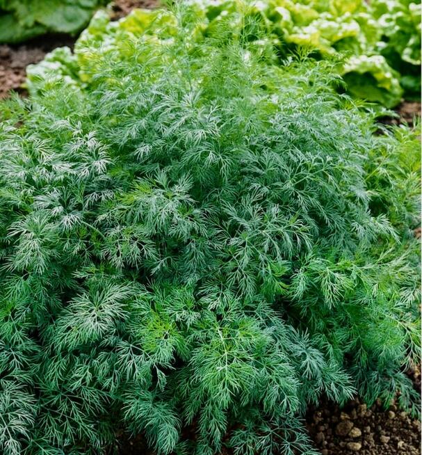 Pomidor ogorek rosyjskie odmiany odporne na zaraze