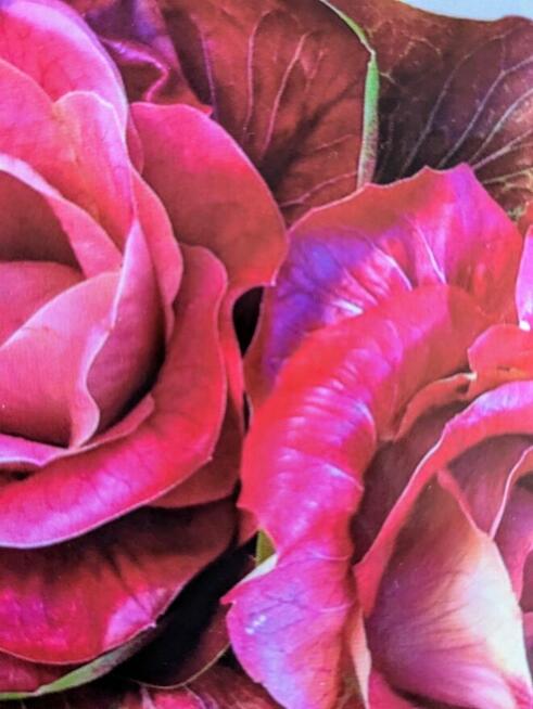 Pomidor ogorek rosyjskie odmiany odporne na zaraze