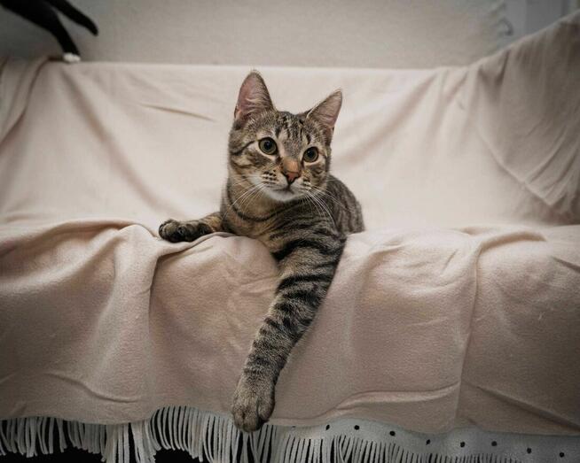 Uroczy kotek ANCYMON szuka kochającego opiekuna/Poznań