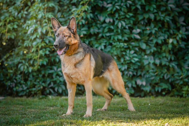 Duszka - inteligentna, wpatrzona w opiekuna OWCZARKA