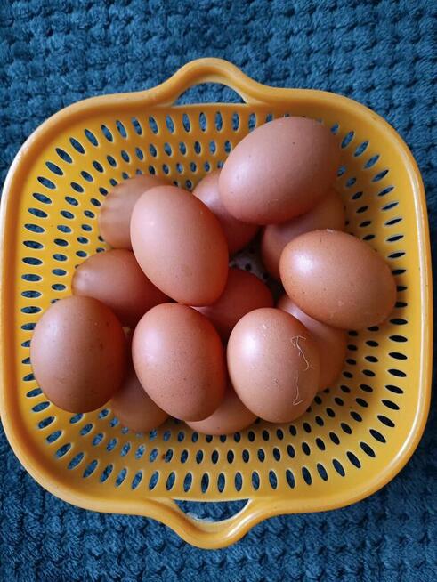 Jajka wiejskie