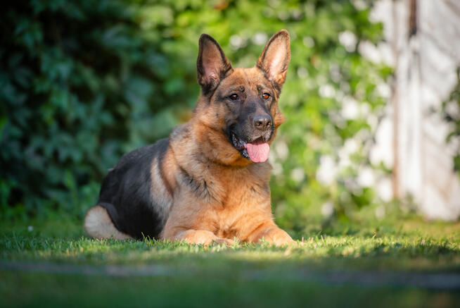 Duszka - inteligentna, wpatrzona w opiekuna OWCZARKA