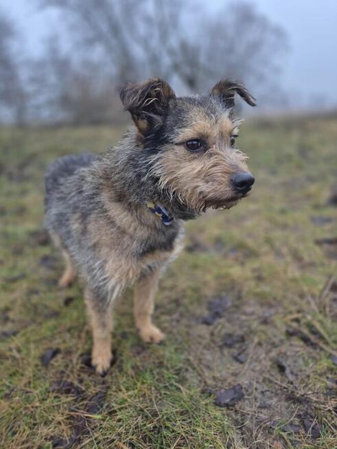 Nela - nieduża, przyjazna szorstkowłosa sunia!
