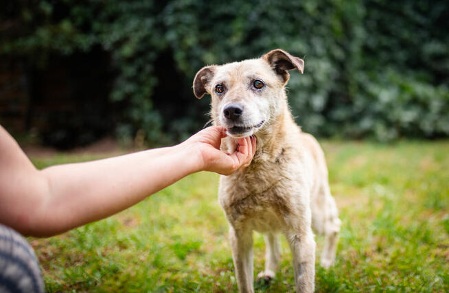 Forest - kochany psi SENIOR pilnie szuka domu!