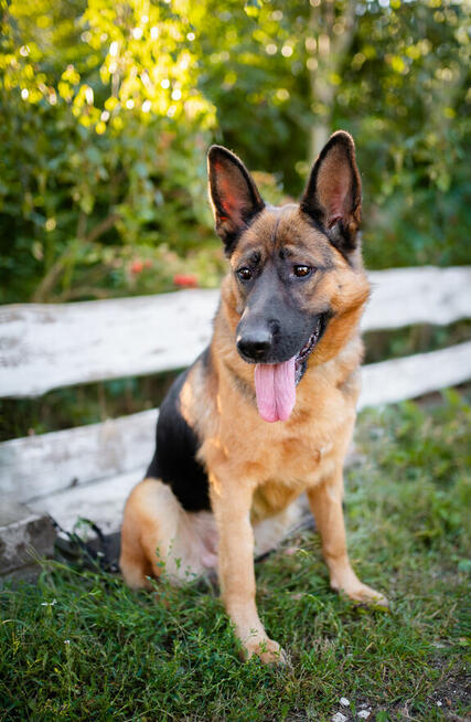 Duszka - inteligentna, wpatrzona w opiekuna OWCZARKA