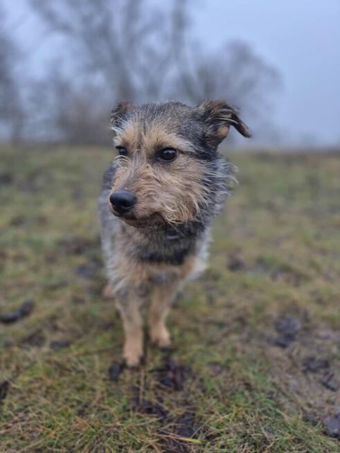 Nela - nieduża, przyjazna szorstkowłosa sunia!