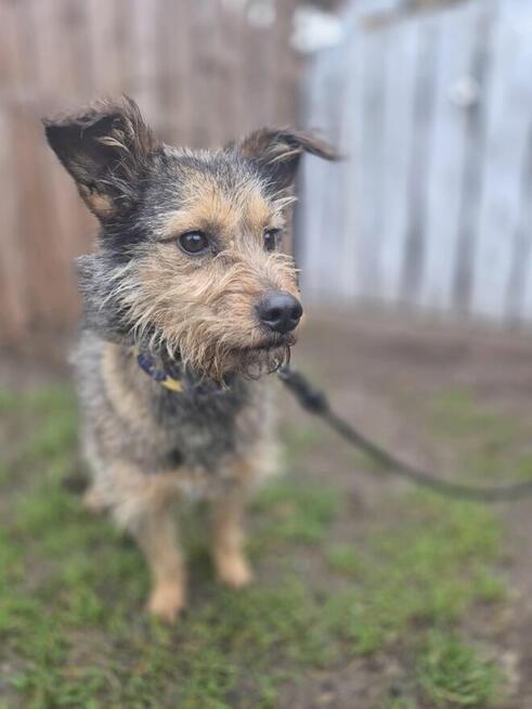 Nela - nieduża, przyjazna szorstkowłosa sunia!