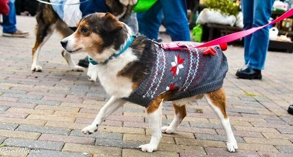 Mały, grzeczny Falko szuka dobrego Opiekuna