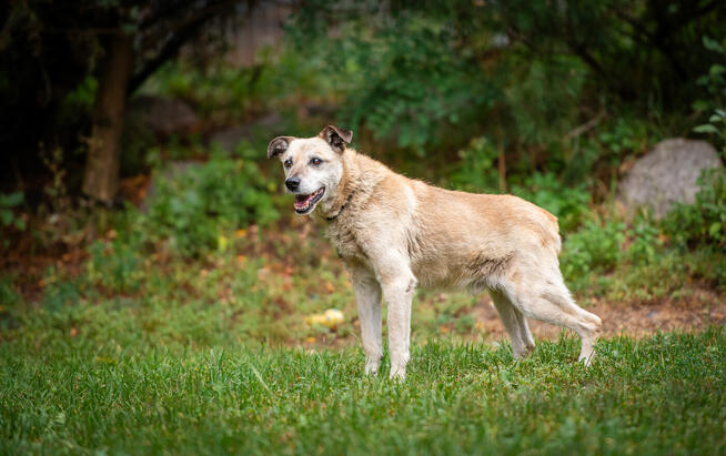 Forest - kochany psi SENIOR pilnie szuka domu!