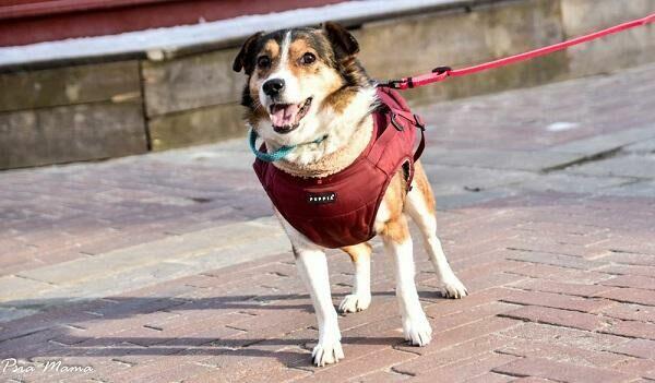 Mały, grzeczny Falko szuka dobrego Opiekuna