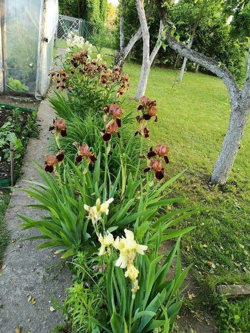 Sprzedam ogródek z duszą – zielone schronienie w Kłobucku