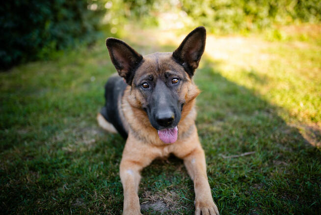 Duszka - inteligentna, wpatrzona w opiekuna OWCZARKA