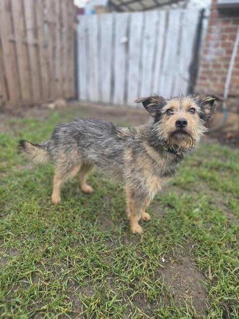 Nela - nieduża, przyjazna szorstkowłosa sunia!