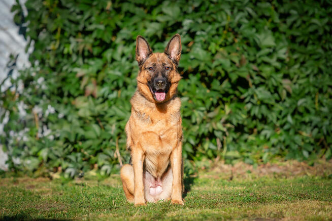 Duszka - inteligentna, wpatrzona w opiekuna OWCZARKA