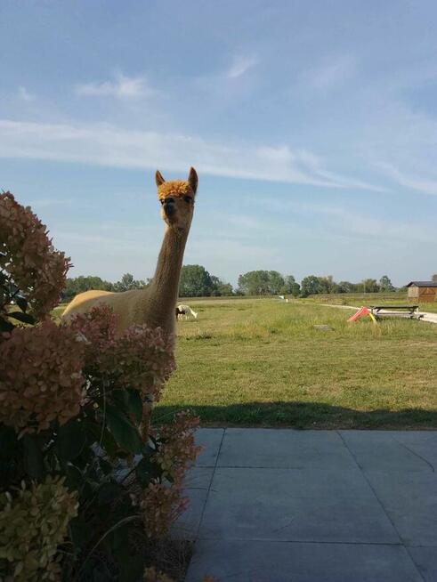 Noclegi w domkach Tiny House