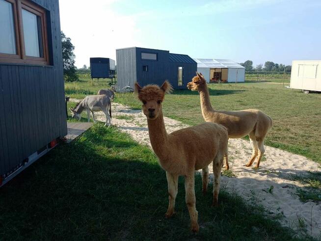 Noclegi w domkach Tiny House