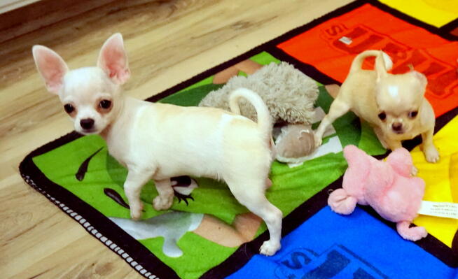 Piękne szczenięta chihuahua ZKwP FCI.