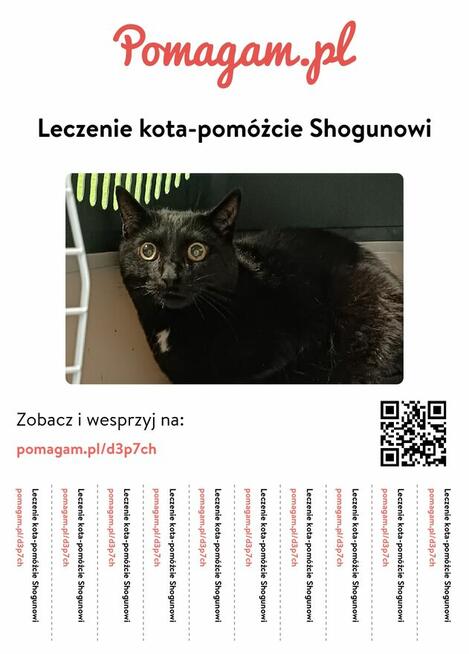 Pomóż Shogunowi wrócić do zdrowia