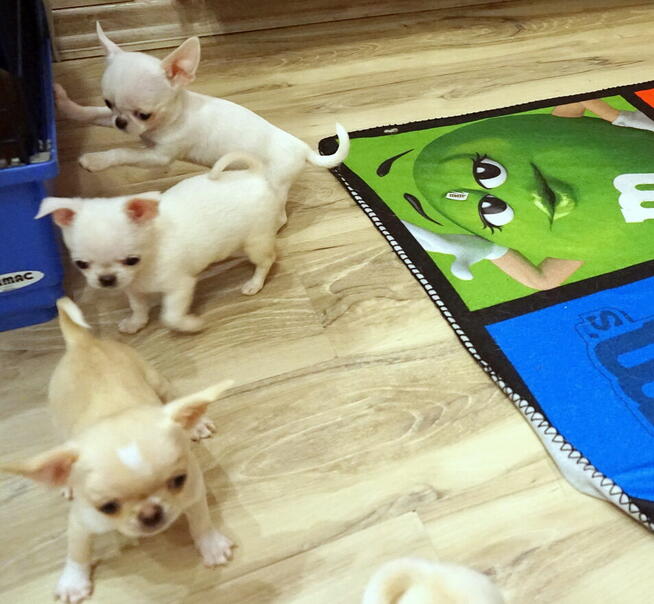 Piękne szczenięta chihuahua ZKwP FCI.