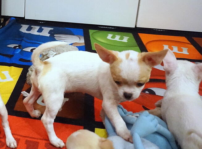 Piękne szczenięta chihuahua ZKwP FCI.