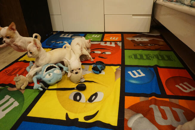 Piękne szczenięta chihuahua ZKwP FCI.