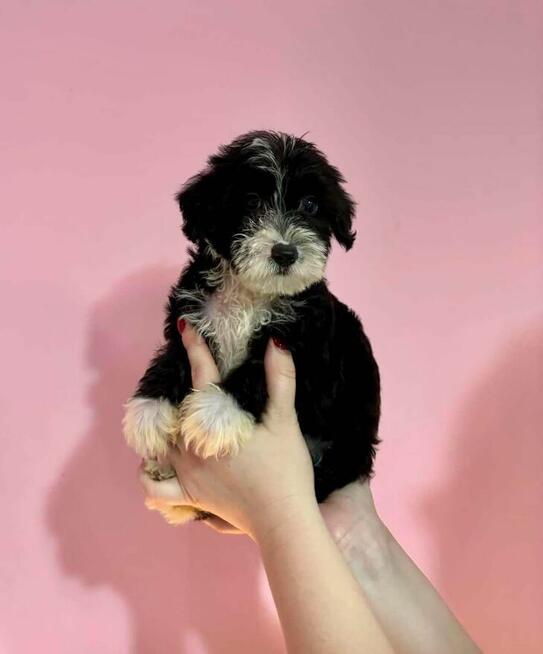 Wbierz mnie, kochane Maltipoo szukają domu! Rodowód, wyprawk