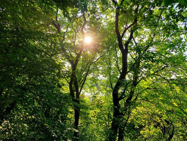 Działka inwestycyjna Norowy Dół 4, Kazimierz Dolny ⋅ 5916 m²