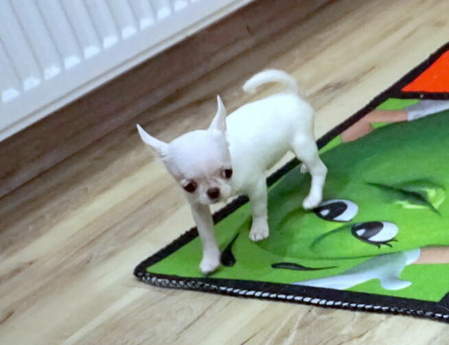 Piękne szczenięta chihuahua ZKwP FCI.