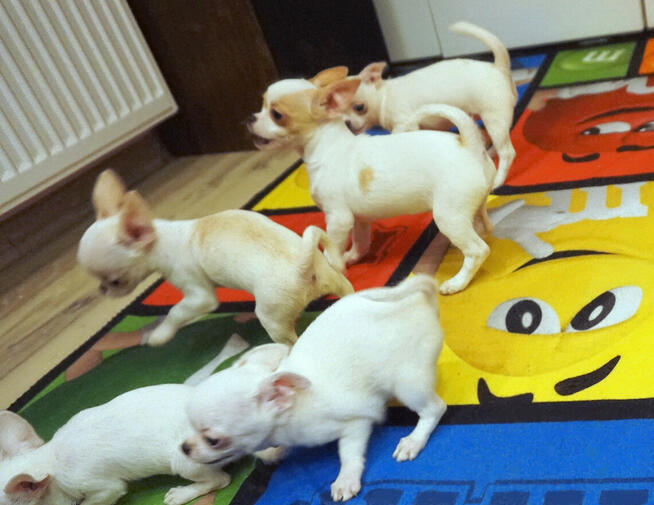 Piękne szczenięta chihuahua ZKwP FCI.