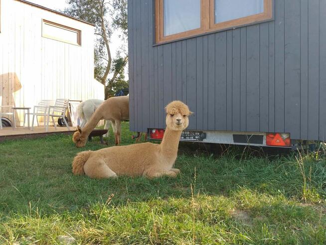 Noclegi w domkach Tiny House