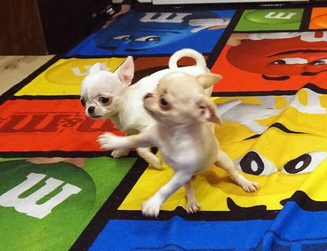 Piękne szczenięta chihuahua ZKwP FCI.