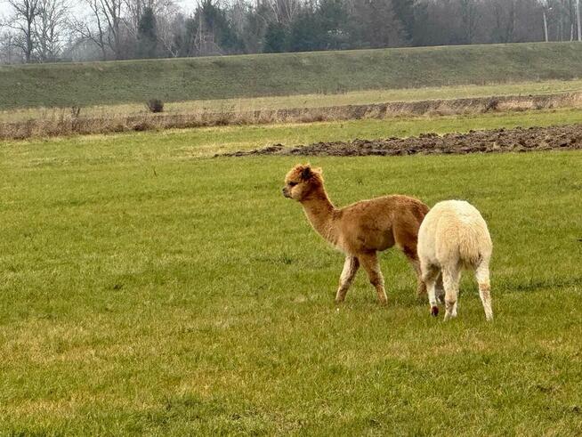 Noclegi w domkach Tiny House