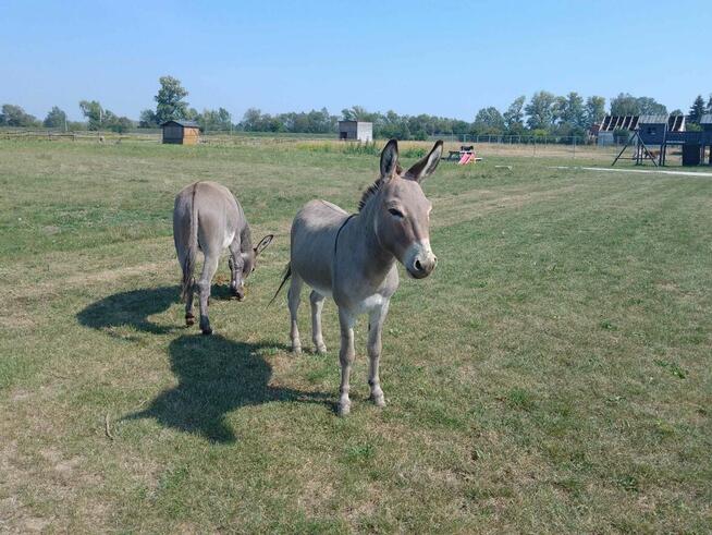 Noclegi w domkach Tiny House