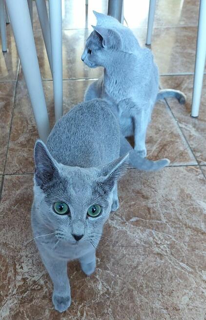 Kocięta rosyjskie niebieskie z rodowodem=Katowice