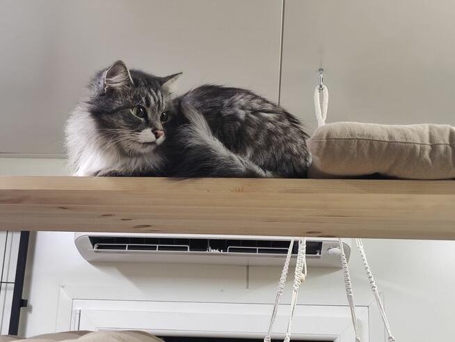 Kocia Laba hotel dla kotów