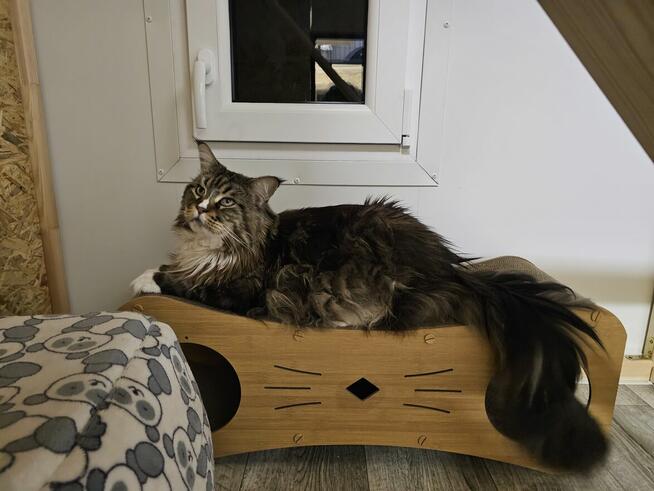 Kocia Laba hotel dla kotów