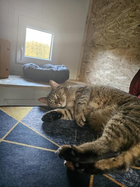 Kocia Laba hotel dla kotów