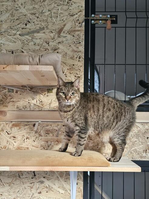 Kocia Laba hotel dla kotów