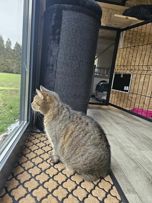 Kocia Laba hotel dla kotów